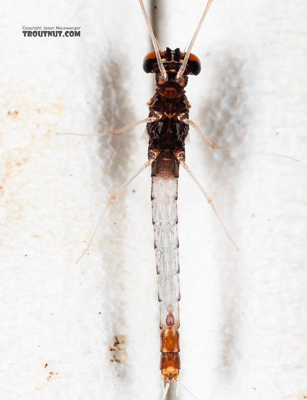 Male Paraleptophlebia sculleni Mayfly Spinner from Mystery Creek #249 in Washington