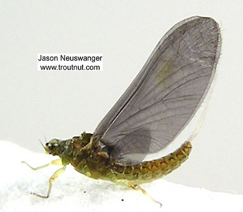 Female Ephemerellidae (Hendricksons, Sulphurs, PMDs, BWOs) Mayfly Dun from unknown in Wisconsin