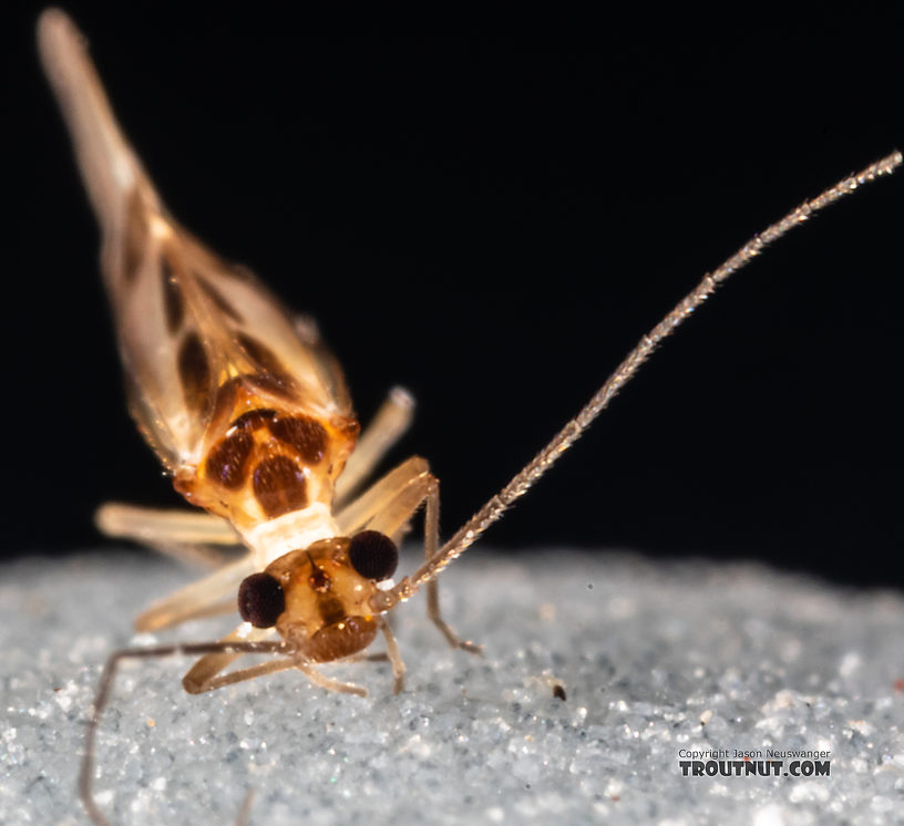 Psocodea Insect Adult from Mystery Creek #249 in Washington