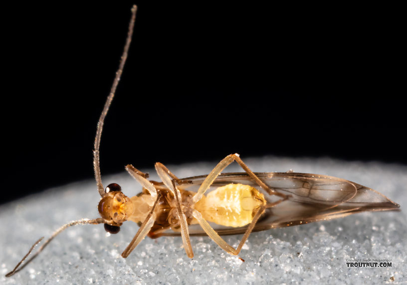 Psocodea Insect Adult from Mystery Creek #249 in Washington