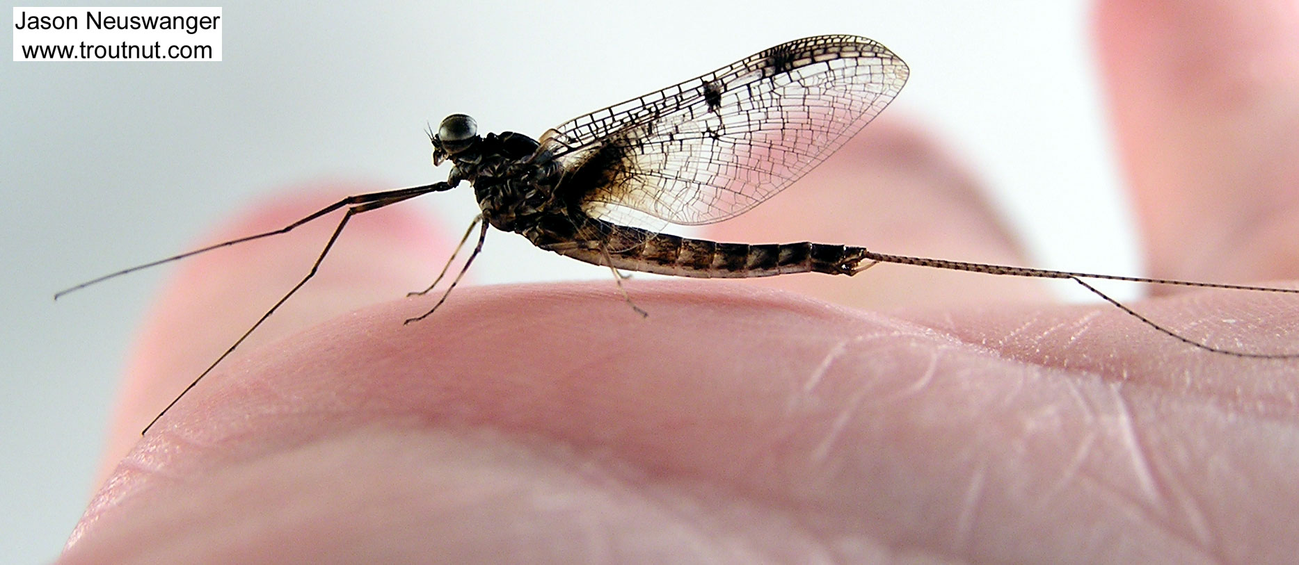 Male Siphloplecton basale (Pseudo-Gray Drake) Mayfly Spinner from the Namekagon River in Wisconsin