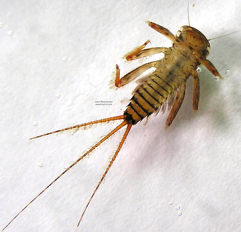 Maccaffertium vicarium (March Brown) Mayfly Nymph from the Namekagon River in Wisconsin