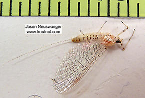 Female Heptageniidae (March Browns, Cahills, Quill Gordons) Mayfly Spinner