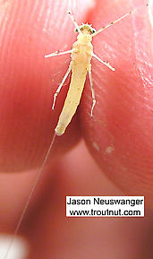 Maccaffertium modestum (Cream Cahill) Mayfly Spinner