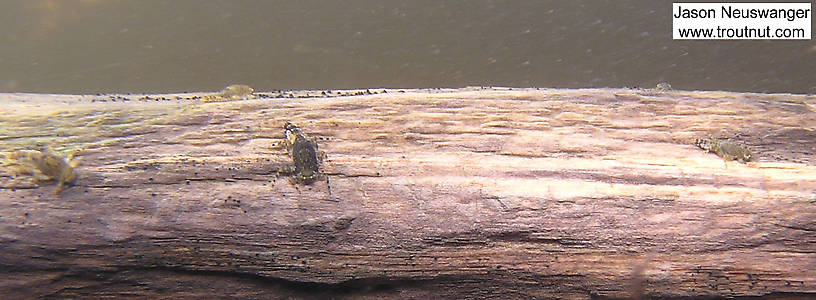 In this picture: Mayfly Species Ephemerella subvaria (Hendrickson). From the Namekagon River in Wisconsin.