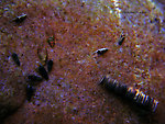 The large caddisfly case (really less than 1/2 inch) is a Brachycentridae larva.  The other cases are actually the protective sheaths of black fly (Simuliidae) pupae.  The two antler-like pieces sticking out of each one are not legs, but antennal sheaths.  In this picture: Caddisfly Family Brachycentridae (Apple Caddis and Grannoms) and True Fly Family Simuliidae (Black Flies). From Spring Creek in Wisconsin.