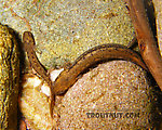 I got a nice picture of the pool these salamander larvae inhabit a few weeks later.  In this picture: Amphibian Order Caudata (Salamanders). From the Mystery Creek # 23 in New York.