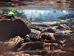 This little pool shelters some eager small-stream brook trout, though I caught or frightened them before I took the picture.  You can see this pool from above the water, too. From Mystery Creek # 89 in New York.