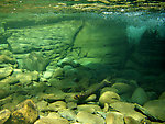 The rock wall across the picture is at least 15 feet away -- this is extremely clear water in a tiny Catskill stream.  This plunge pool to a large waterfall holds many brook trout in the 8-9 inch range but they hide too well to spot in this photo. From Mystery Creek # 89 in New York.