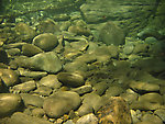 Here's another view of the pool under the waterfall shown in this picture.  This time one of the pool's many brook trout is visible, but well-camouflaged.  Can you find it? From Mystery Creek # 89 in New York.