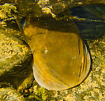 Here's the head of a sea lamprey which migrated up the Delaware River to spawn. From the West Branch of the Delaware River in New York.