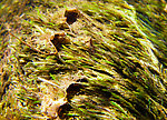 These big bucket-like nets on the weeds are home to Hydropsychid caddisflies, as I verified by actually taking one apart to look at its inhabitant.  In this picture: Caddisfly Family Hydropsychidae. From Mystery Creek # 42 in Pennsylvania.