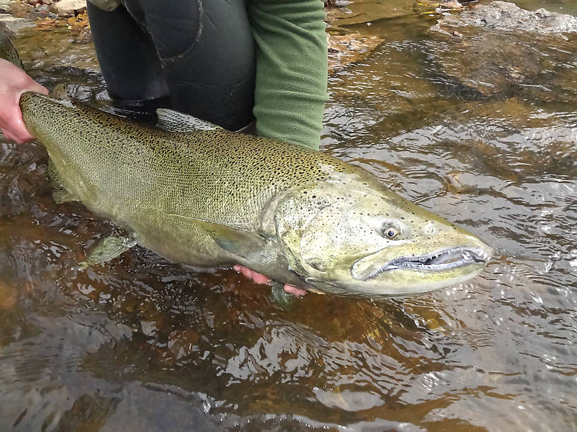 Client Kevin O. with his first ever King Salmon.